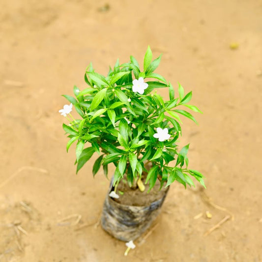 Dwaf Chandani flower plant in 4 inch nursery bag