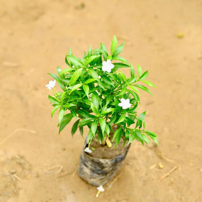 Dwaf Chandani flower plant in 4 inch nursery bag