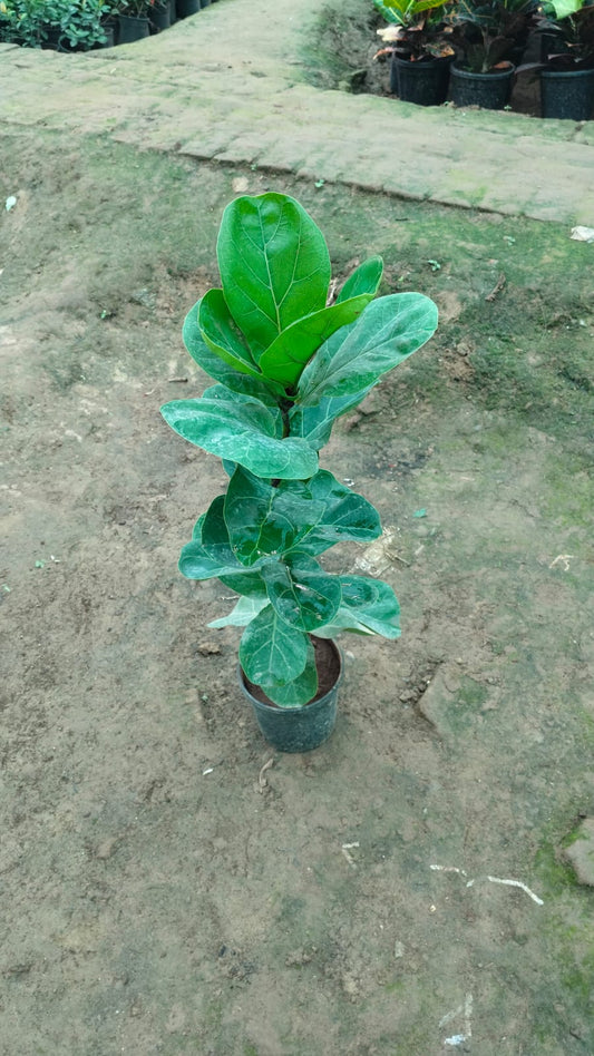 Fiddle-leaf fig Plant (~3ft) in 6 inch nursery pot