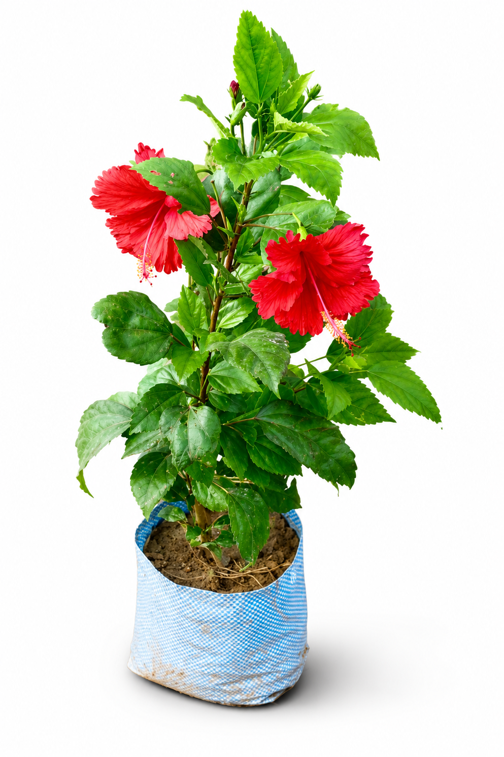 Hibiscus (gudahl) flower plant blooming beauty plant 7inch nursery bag