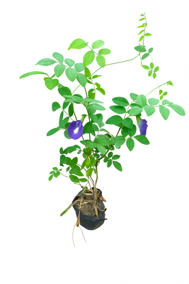 Aprajita Plant β Sacred Blue Clitoria - (6 Inch Nursery Bag)