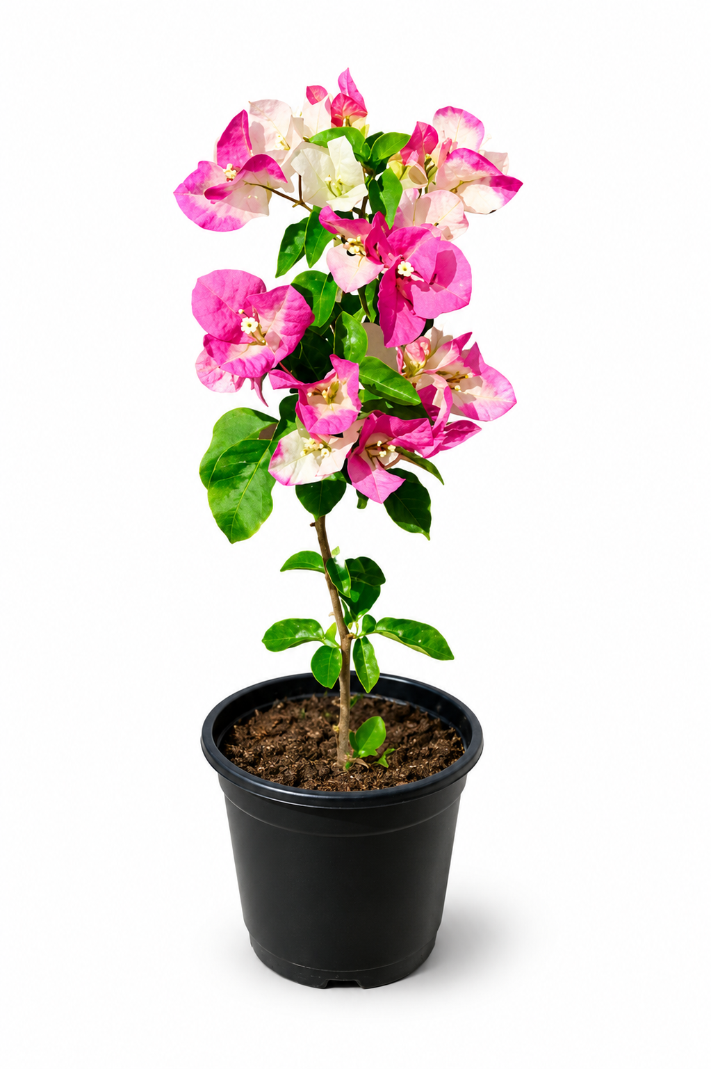 Bougainvillea Plant (Bougainville) β Flowering Ornamental Outdoor Plant 6inch nursery pot