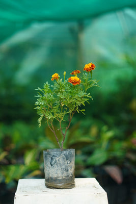 Buy Jafri Seasonal Flower Plant Online | Ornamental & Garden Flowering Plant