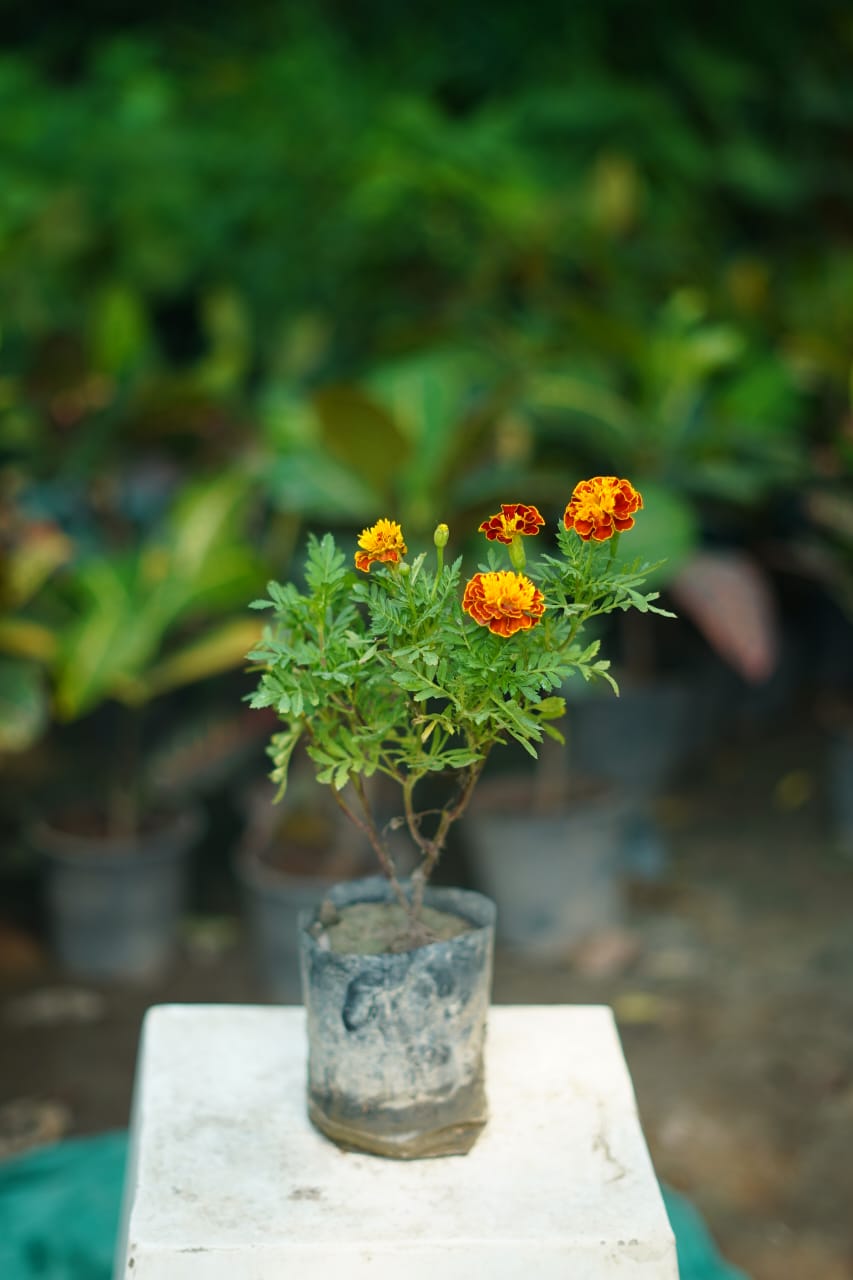 Buy Jafri Seasonal Flower Plant Online | Ornamental & Garden Flowering Plant
