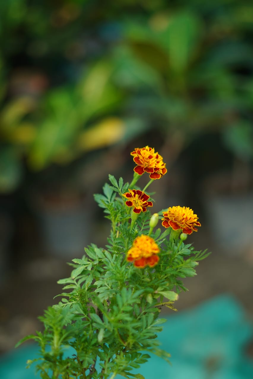 Buy Jafri Seasonal Flower Plant Online | Ornamental & Garden Flowering Plant