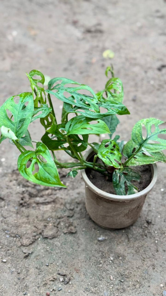 Heart broken plant in 4 inch nursery pot
