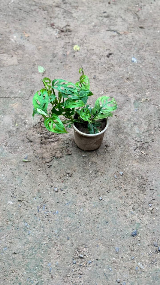 Heart broken plant in 4 inch nursery pot