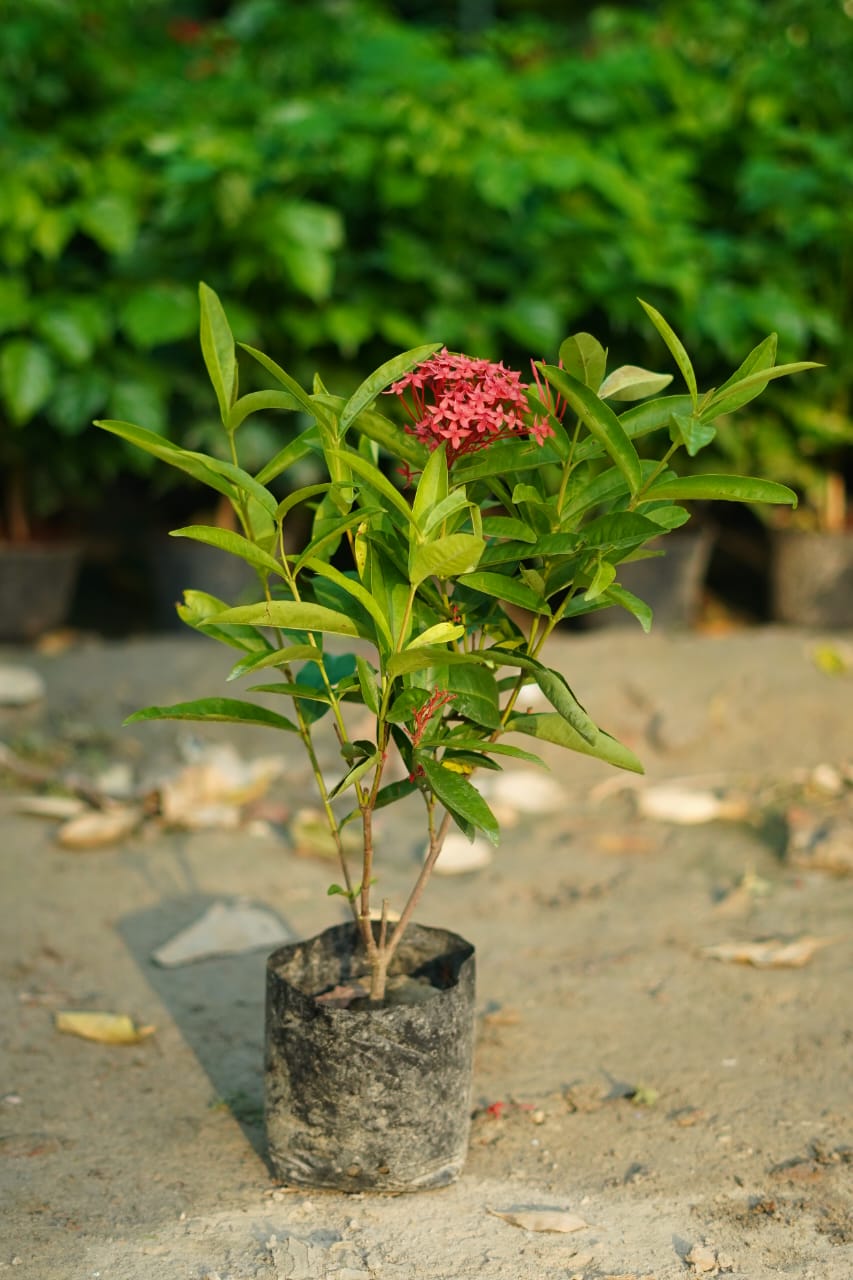 Ixora plant (red flower)in 6 inch nursery bag