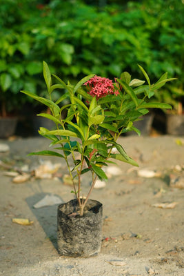 Ixora plant (red flower)in 6 inch nursery bag