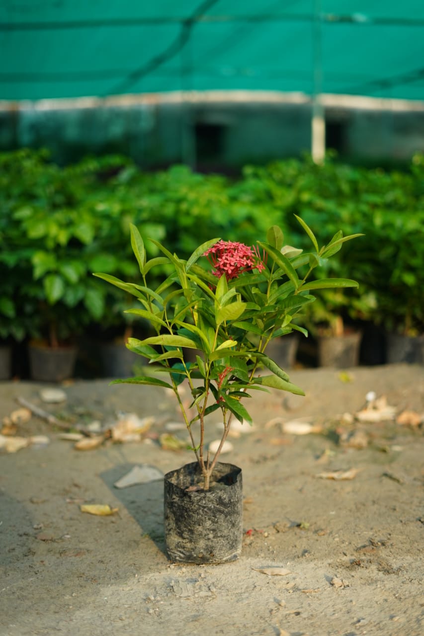 Ixora plant (red flower)in 6 inch nursery bag