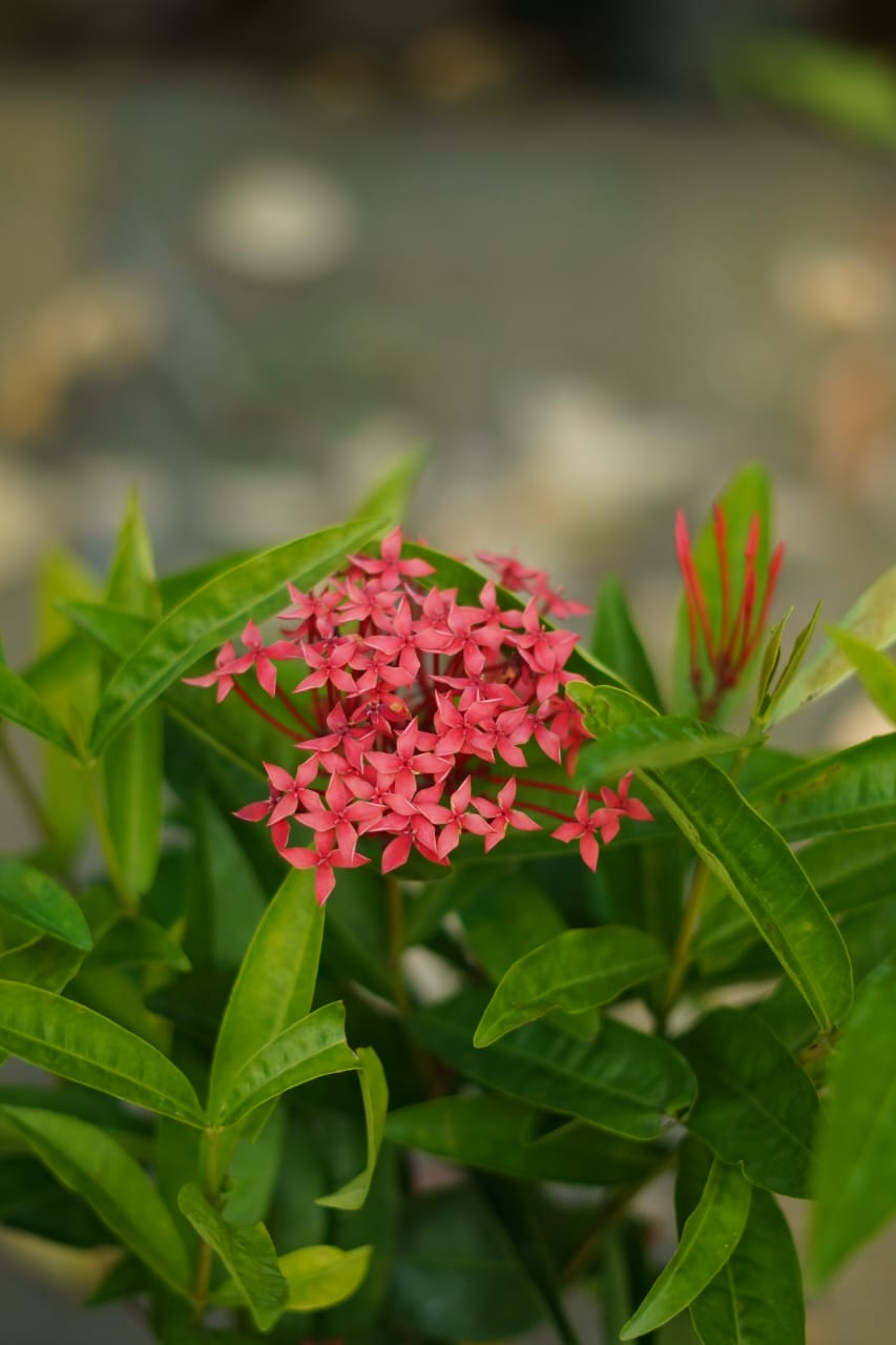 Ixora plant (red flower)in 6 inch nursery bag