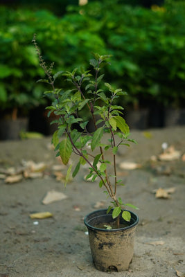 Black shyama tulsi plant in 6 inch nursery pot