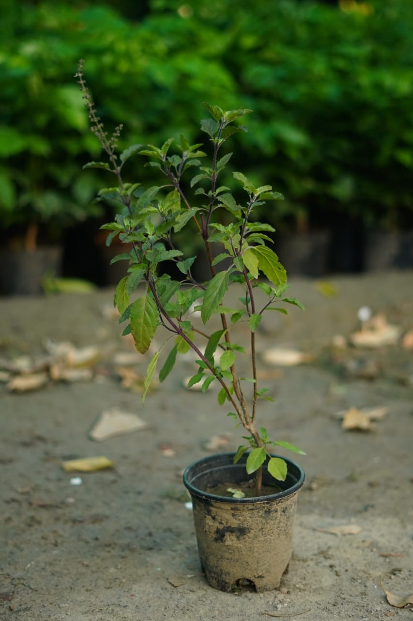 Black shyama tulsi plant in 6 inch nursery pot