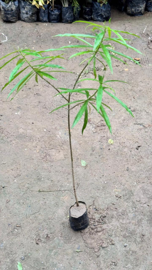 Kaner (yellow flower) plant in 4 inch nursery bag