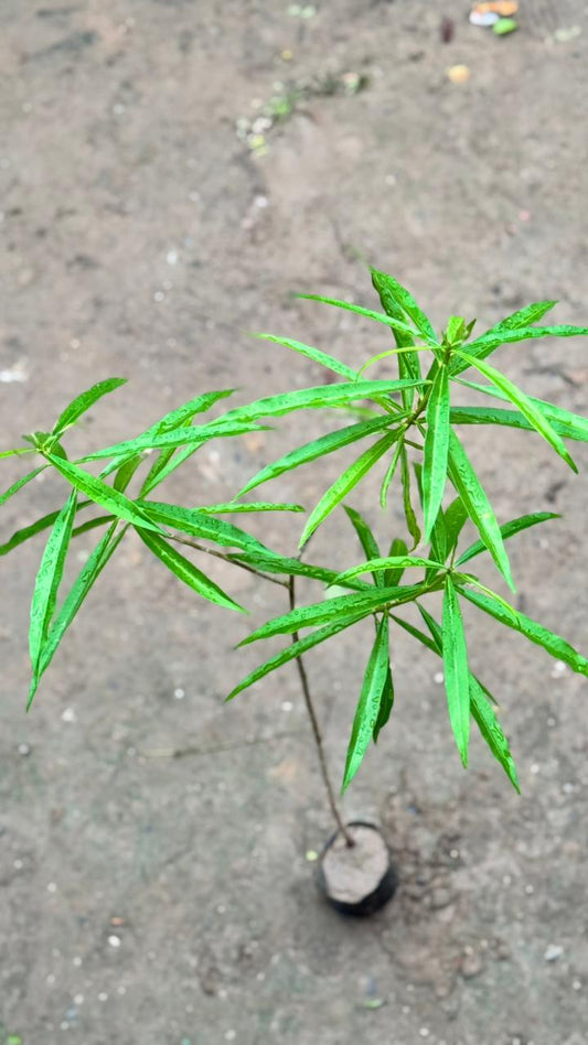 Kaner (yellow flower) plant in 4 inch nursery bag