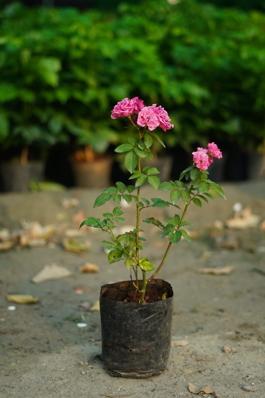 Kashmiri Red Rose Plant – Vibrant Garden Rose | Next Day Delivery