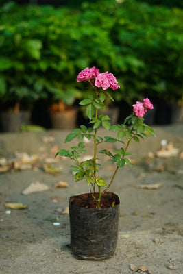 Kashmiri Red Rose Plant β Vibrant Garden Rose | Next Day Delivery