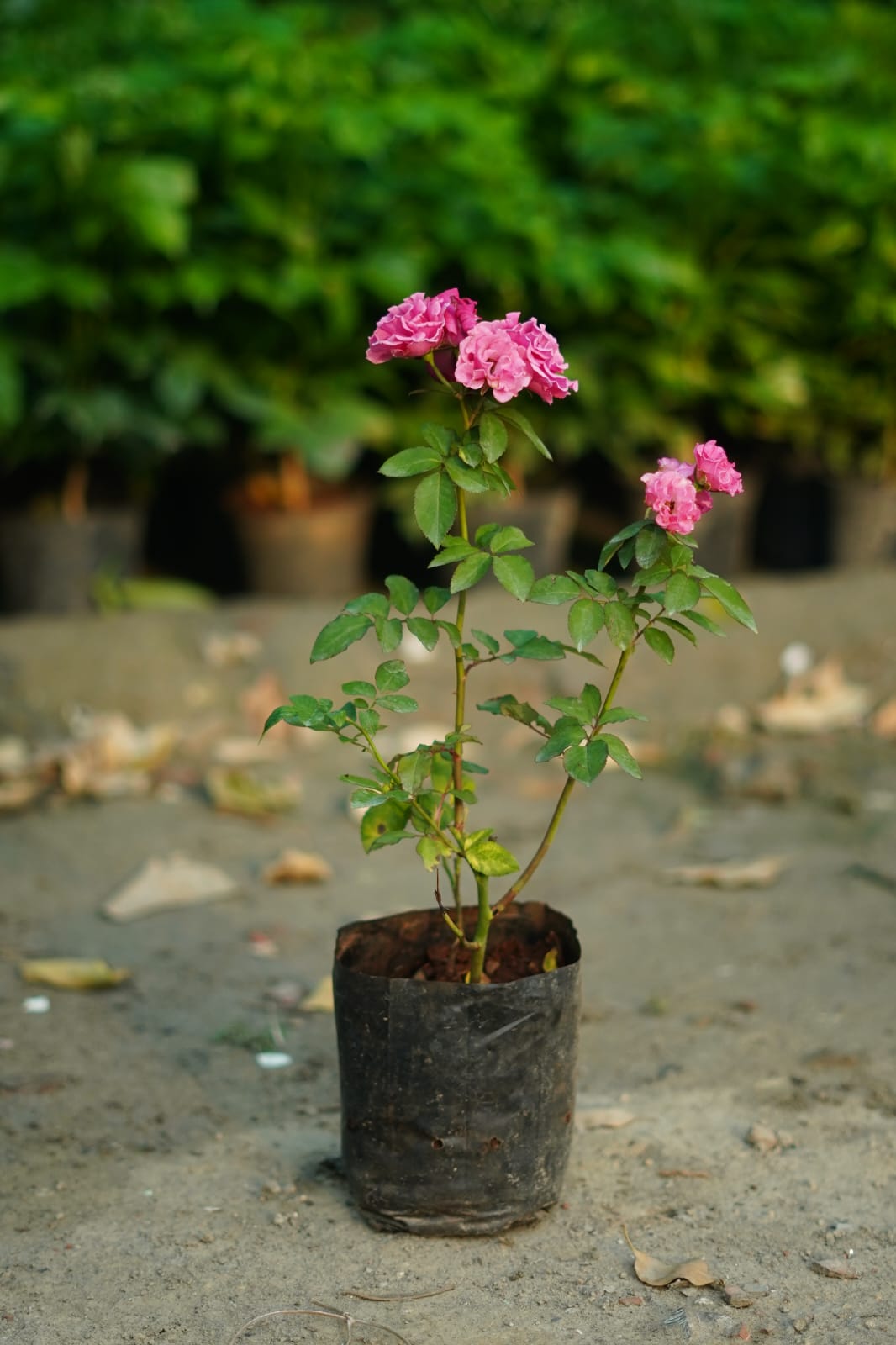 Kashmiri Red Rose Plant – Vibrant Garden Rose | Next Day Delivery
