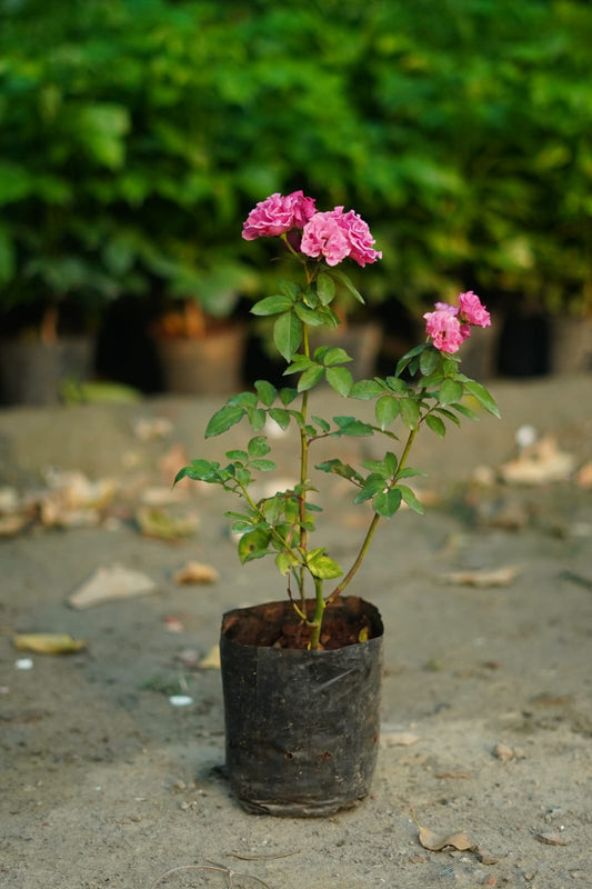 Kashmiri Red Rose Plant – Vibrant Garden Rose | Next Day Delivery