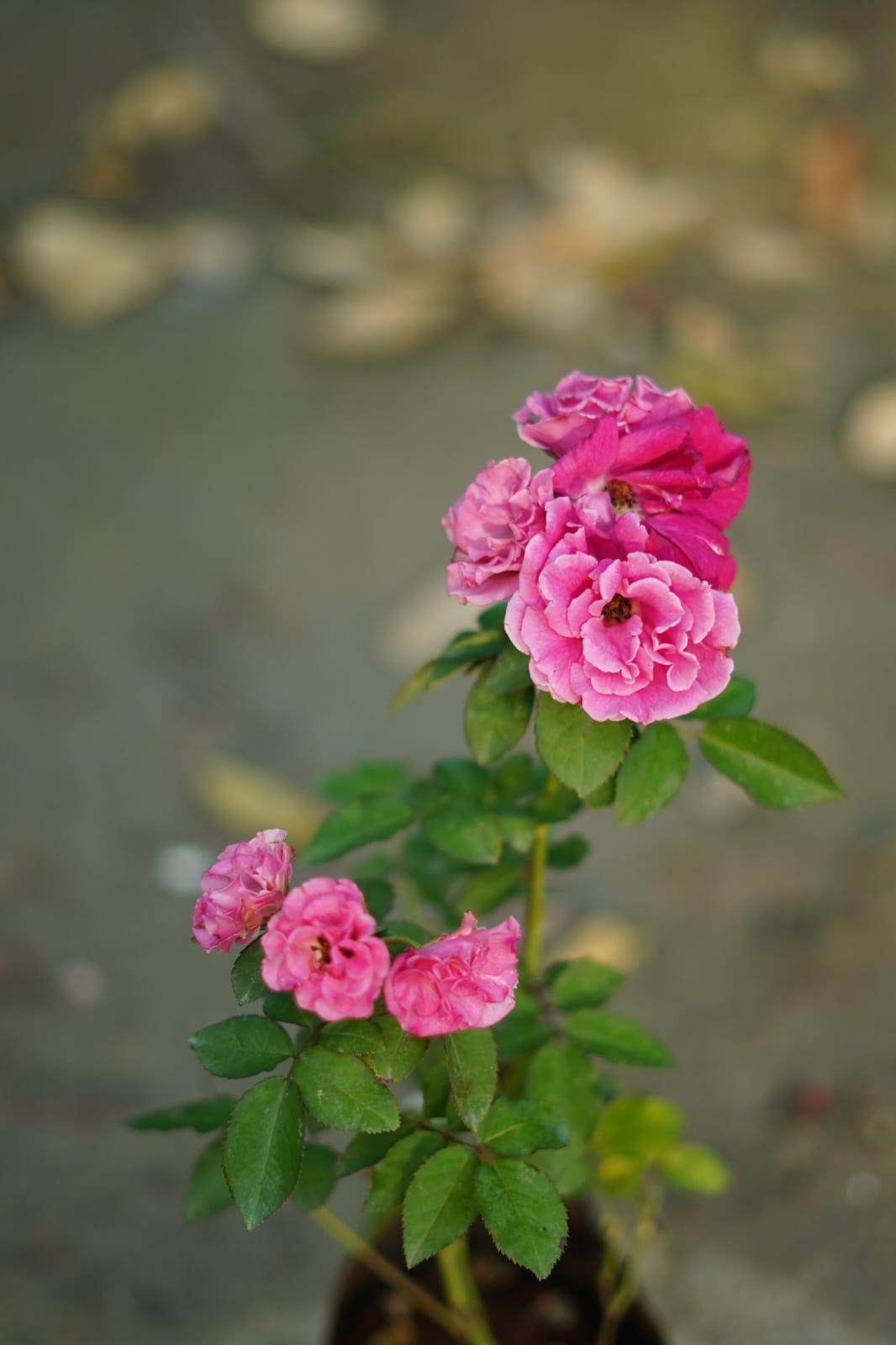 Kashmiri Red Rose Plant – Vibrant Garden Rose | Next Day Delivery