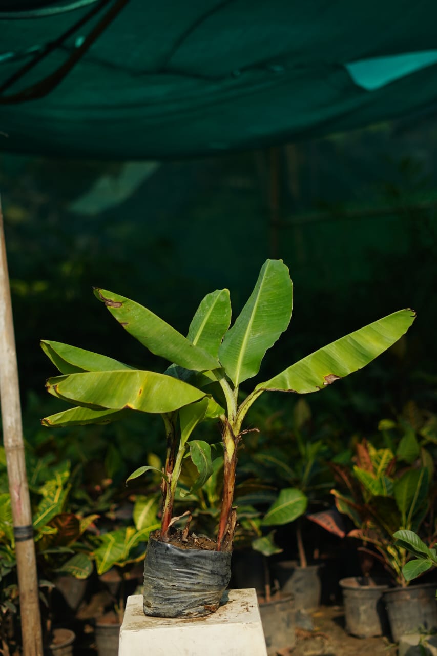 Banana /kela vastu plant in 7 inch nursery bag