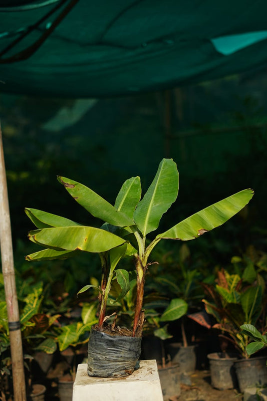 Banana /kela vastu plant in 7 inch nursery bag