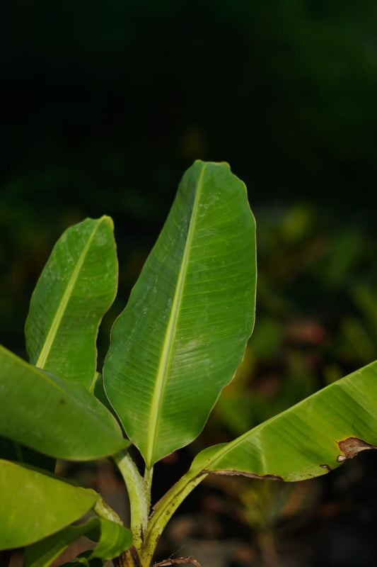 Banana /kela vastu plant in 7 inch nursery bag