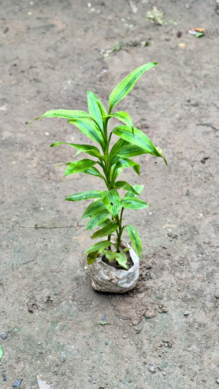 Lucky bamboo plant in 4 inch nursery bag