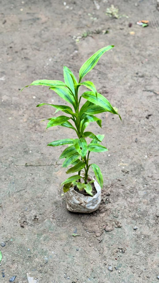 Lucky bamboo plant in 4 inch nursery bag