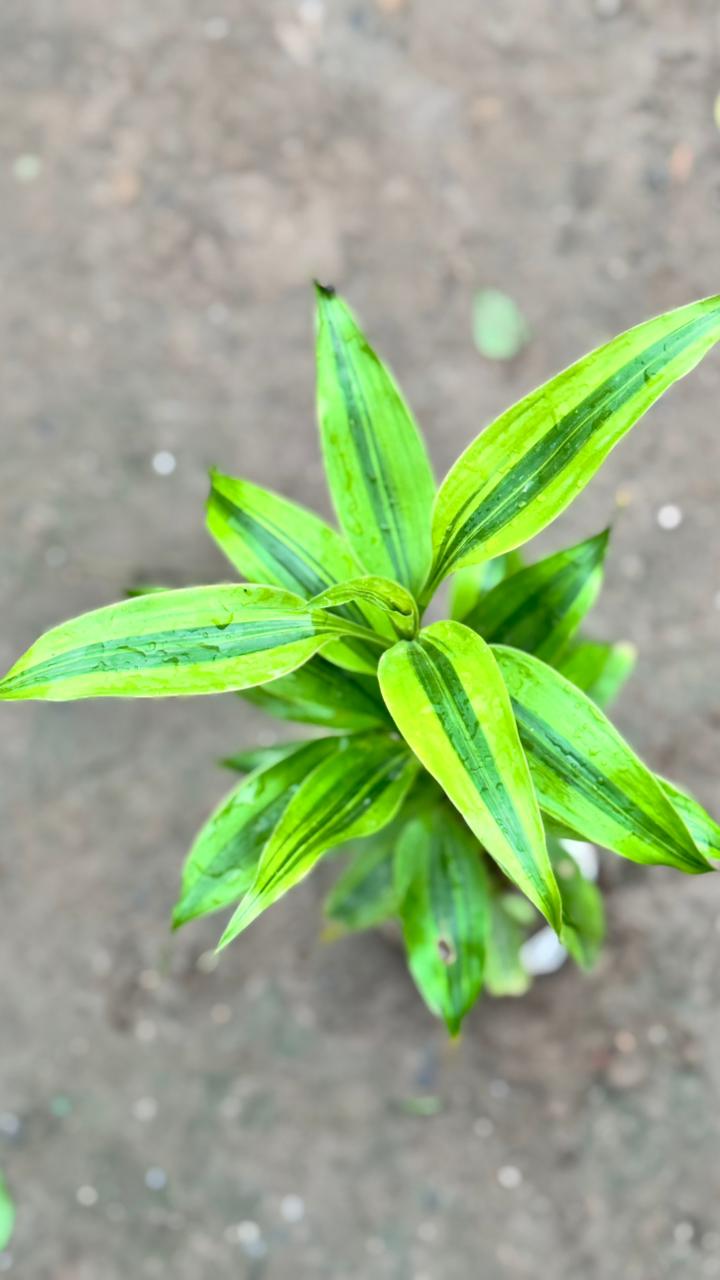 Lucky bamboo plant in 4 inch nursery bag