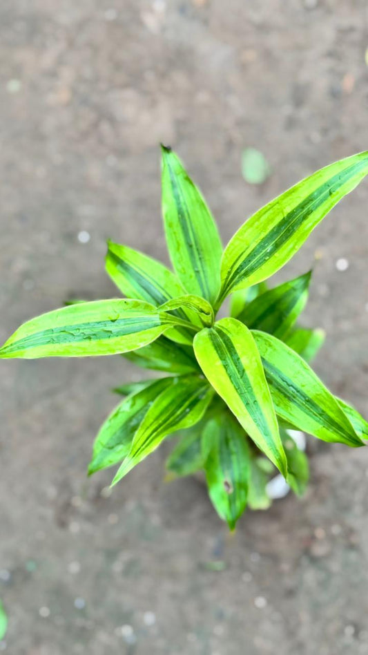 Lucky bamboo plant in 4 inch nursery bag