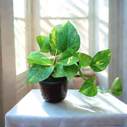money plant