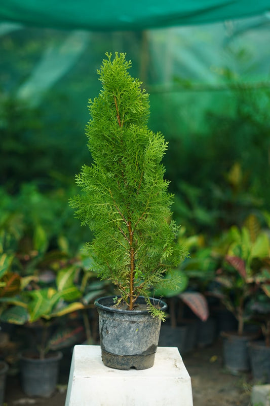 Buy Mor Pankhi Plant – Stylish Indoor & Balcony Plant Online