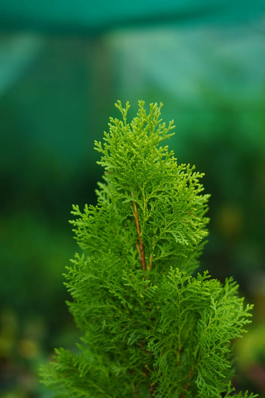 Buy Mor Pankhi Plant – Stylish Indoor & Balcony Plant Online