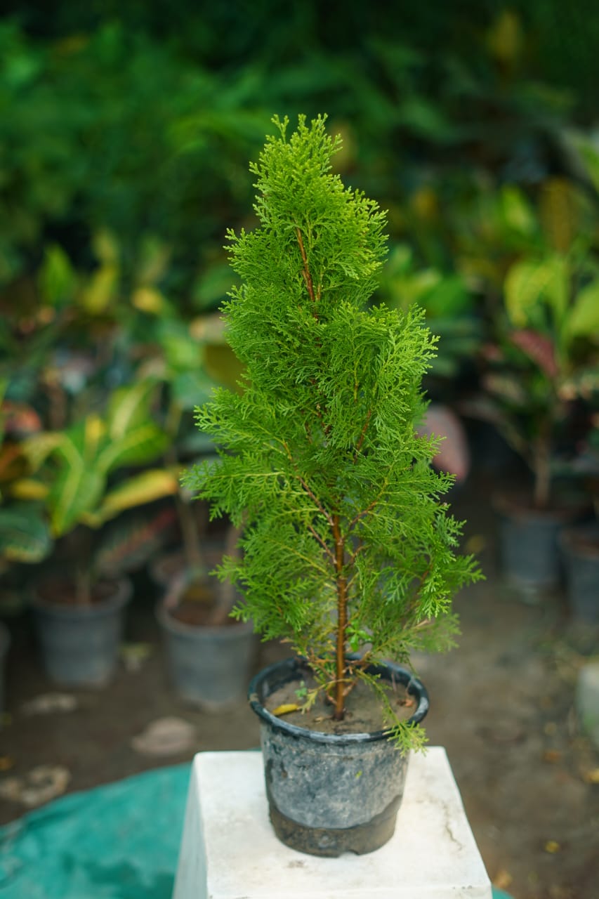 Buy Mor Pankhi Plant – Stylish Indoor & Balcony Plant Online