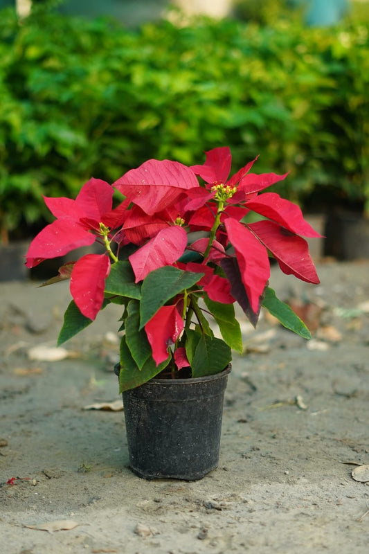 Poinsettia /Pansutiya red leaf plant in 6 inch nursery pot in