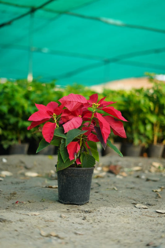 Poinsettia /Pansutiya red leaf plant in 6 inch nursery pot in