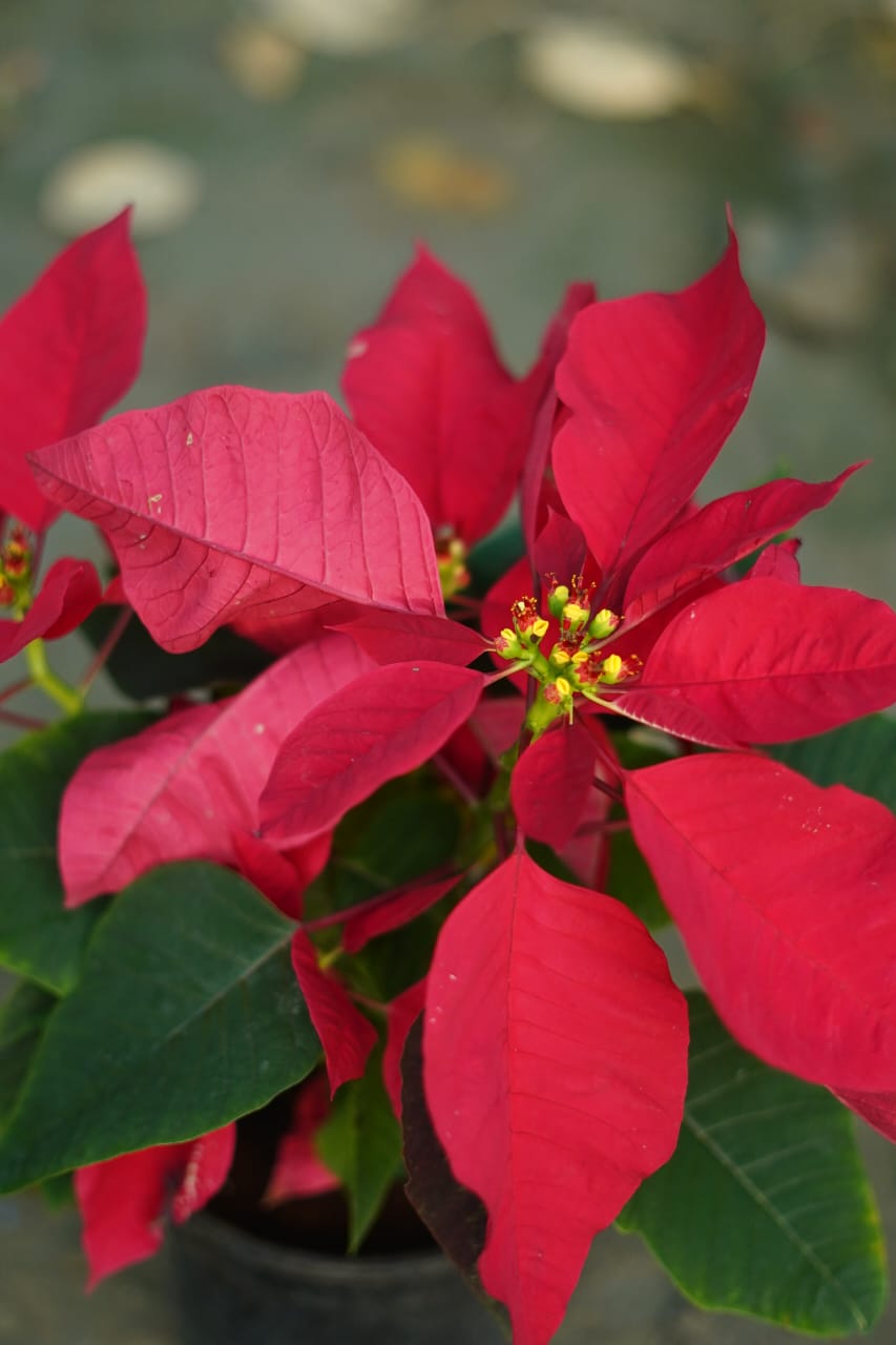 Poinsettia /Pansutiya red leaf plant in 6 inch nursery pot in