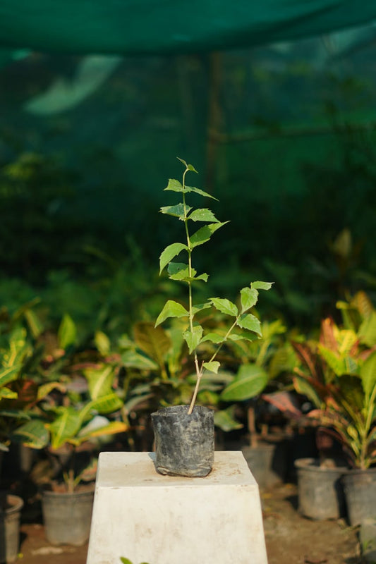 Parijat/Harsingar plant in 4 inch nursery bag