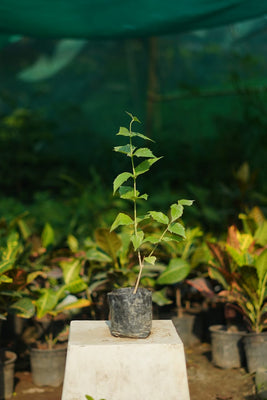 Parijat/Harsingar plant in 4 inch nursery bag