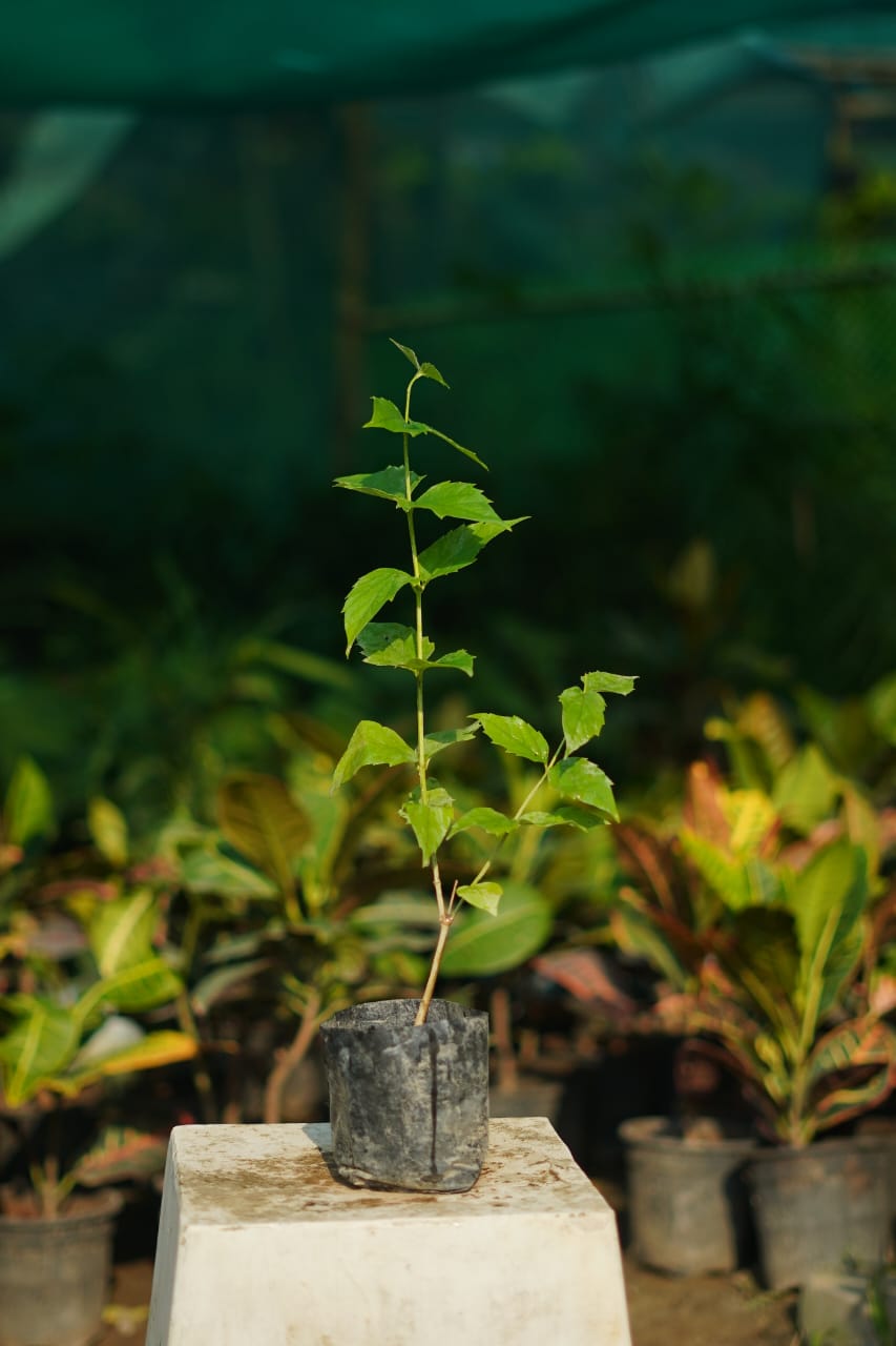 Parijat/Harsingar plant in 4 inch nursery bag
