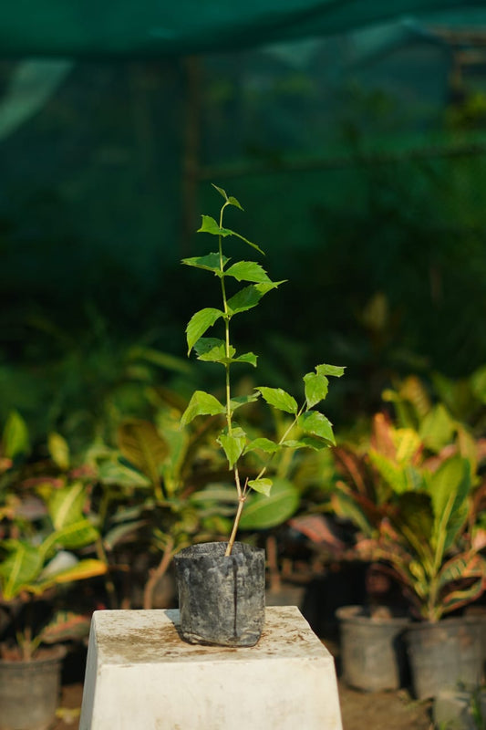 Parijat/Harsingar plant in 4 inch nursery bag