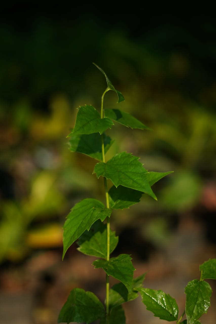 Parijat/Harsingar plant in 4 inch nursery bag