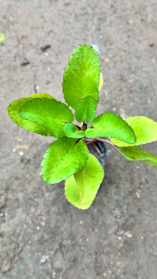 Patharchatta / Kalanchoe Pinnata in 4 Inch Nursery bag