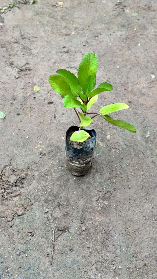 Patharchatta / Kalanchoe Pinnata in 4 Inch Nursery bag