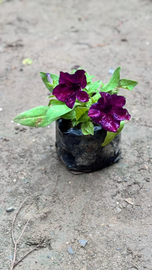 Petunia sessional flower plant in 4 inch nursery bag