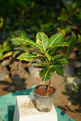 Petra croton indoor plant in 6 inch nursery pot