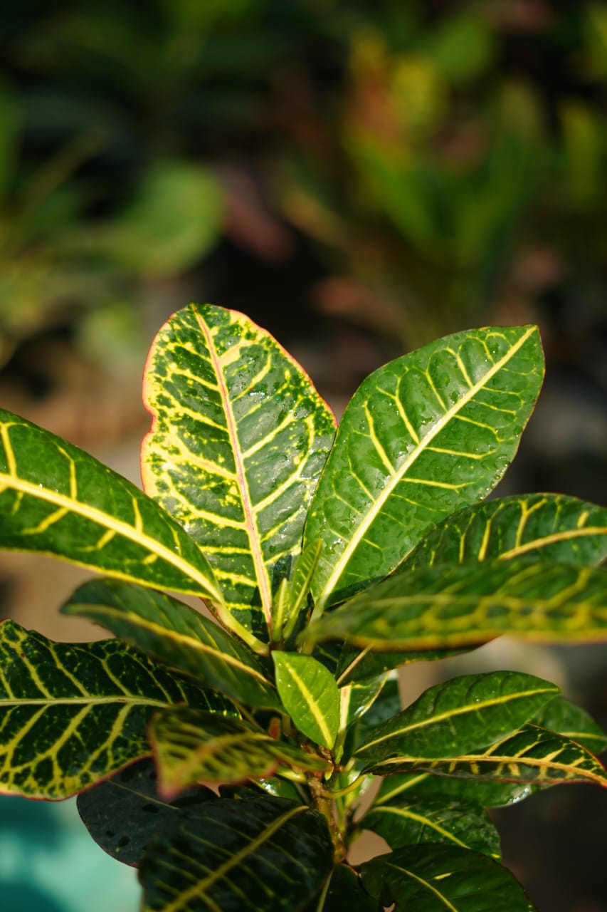 Petra croton indoor plant in 6 inch nursery pot