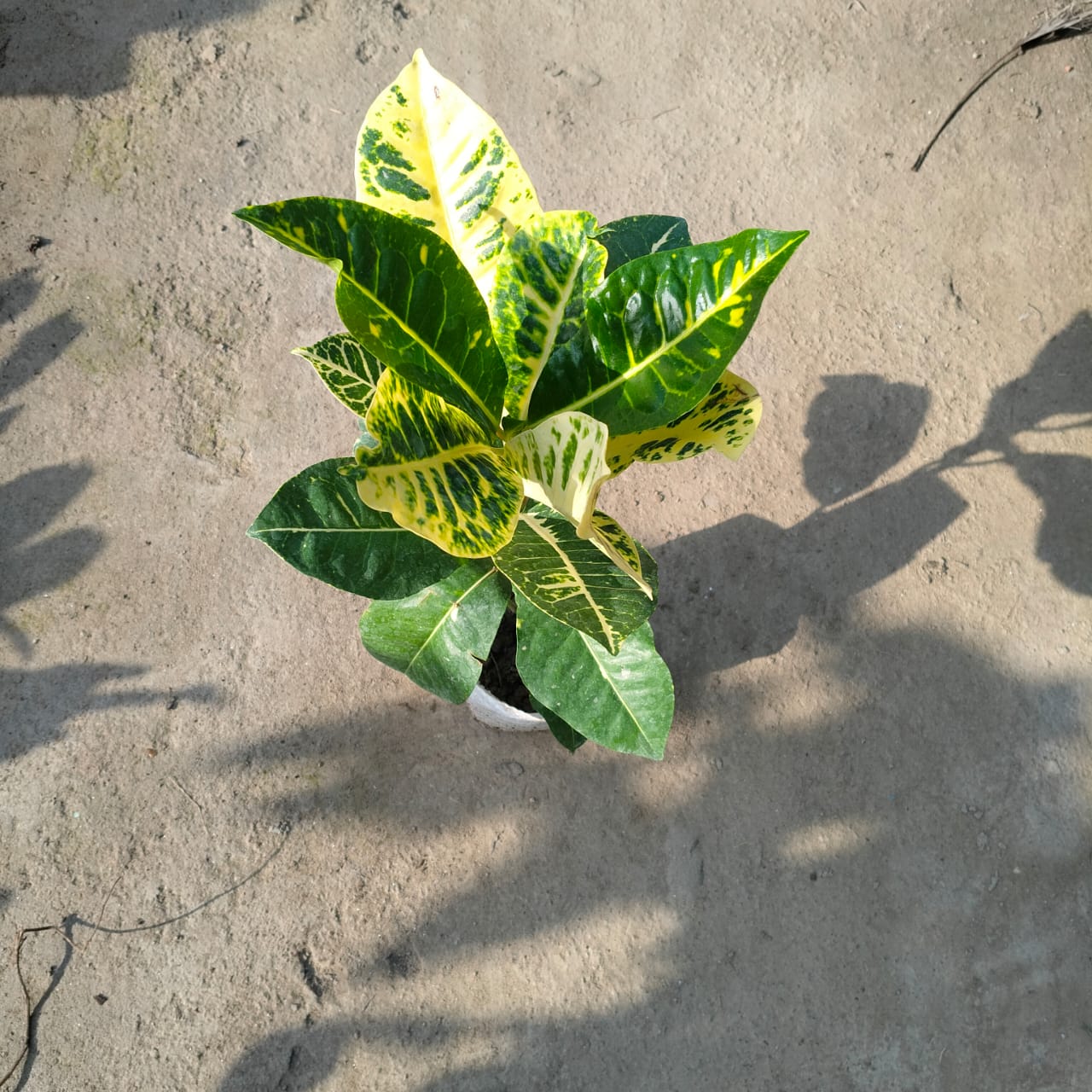 Petra croton indoor & outdoor plant 4 inch nursery bag