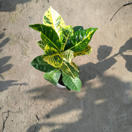 Petra croton indoor & outdoor plant 4 inch nursery bag